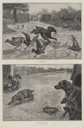 Een trieste dag voor een hond